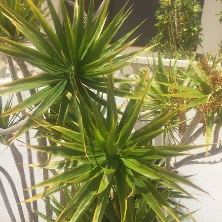 Apartamento Veramar Vista Piscina *